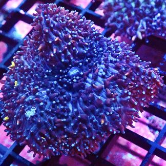 WYSIWYG Blue/Purple Bonkers Mushroom A2 Extra Large
