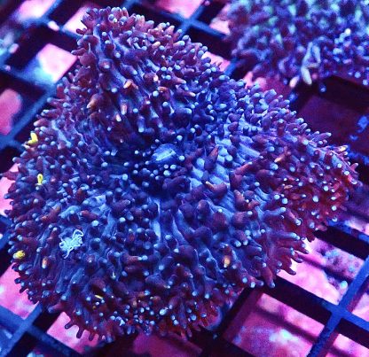 WYSIWYG Blue/Purple Bonkers Mushroom A2 Extra Large