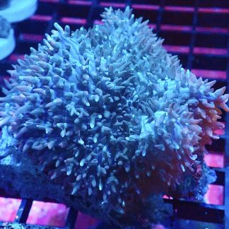 WYSIWYG Teal/Pink Bonkers Mushroom A3 Extra Large