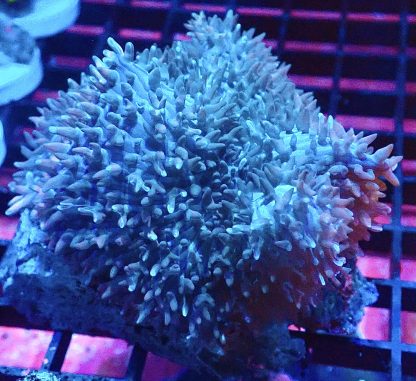 WYSIWYG Teal/Pink Bonkers Mushroom A3 Extra Large