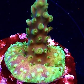 WYSIWYG 16i Purple Monster Acropora