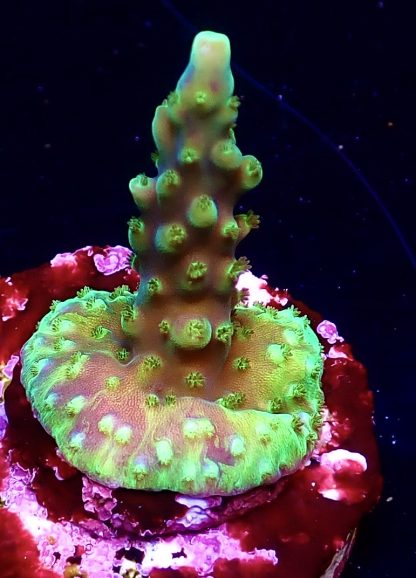 WYSIWYG 16i Purple Monster Acropora