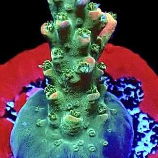 WYSIWYG 12J Ultra Acropora Frag