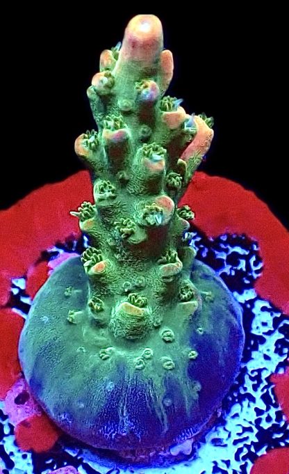 WYSIWYG 12J Ultra Acropora Frag