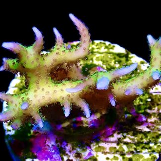 WYSIWYG 14i Lime Berry Hysterix Frag