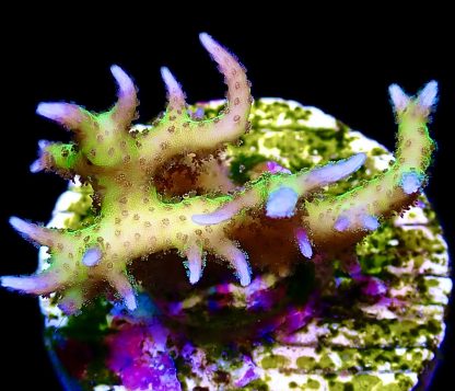 WYSIWYG 14i Lime Berry Hysterix Frag