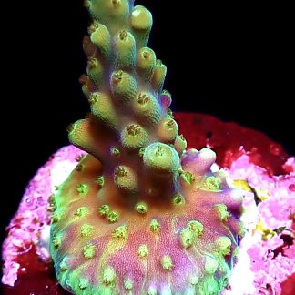 WYSIWYG 24C Purple Monster Acropora