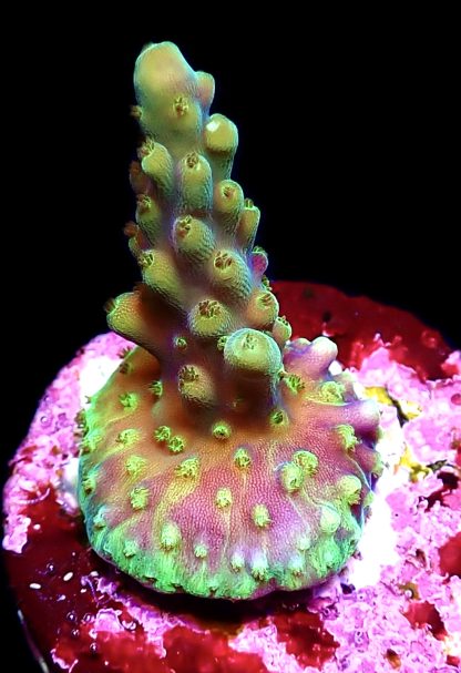 WYSIWYG 24C Purple Monster Acropora