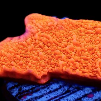WYSIWYG 23A Orange Plating Montipora Frag