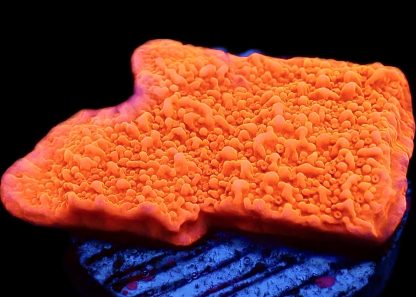 WYSIWYG 23A Orange Plating Montipora Frag