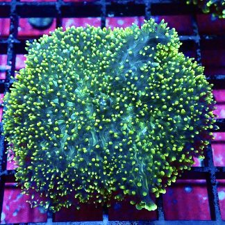 WYSIWYG Yellow Tipped Green Frilly Mushroom A1 Extra Large