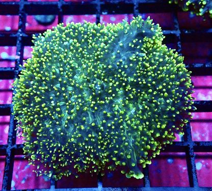 WYSIWYG Yellow Tipped Green Frilly Mushroom A1 Extra Large