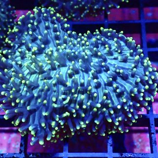 WYSIWYG Yellow Tipped Green Frilly Mushroom A2 Extra Large