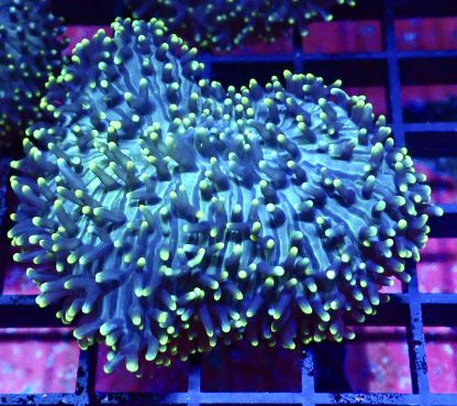 WYSIWYG Yellow Tipped Green Frilly Mushroom A2 Extra Large