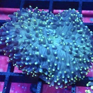 WYSIWYG Yellow Tipped Green Frilly Mushroom A3 Extra Large