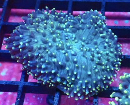 WYSIWYG Yellow Tipped Green Frilly Mushroom A3 Extra Large