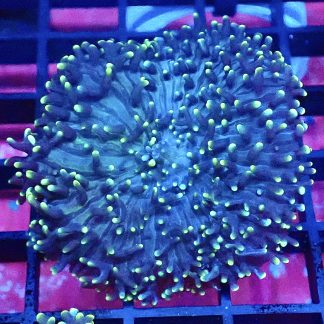 WYSIWYG Yellow Tipped Green Frilly Mushroom A4 Extra Large