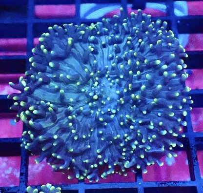WYSIWYG Yellow Tipped Green Frilly Mushroom A4 Extra Large
