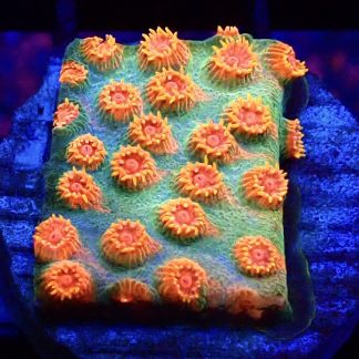 WYSIWYG 32B Jingle Bells Cyphastrea Frag