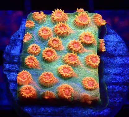 WYSIWYG 32B Jingle Bells Cyphastrea Frag