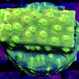 WYSIWYG 32D Space Flare Cyphastrea