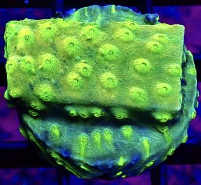WYSIWYG 32D Space Flare Cyphastrea