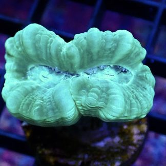 WYSIWYG 33A Mint Candy Cane