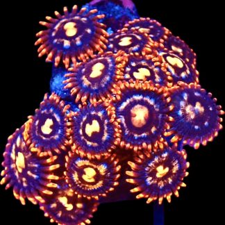WYSIWYG Zoanthid Frag C4