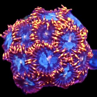 WYSIWYG Zoanthid Frag C23