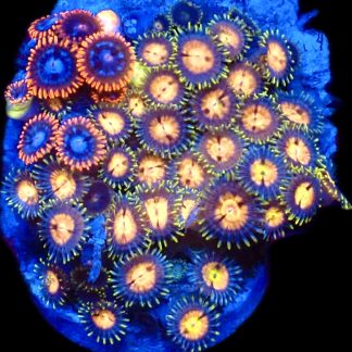 WYSIWYG Zoanthid Frag C26