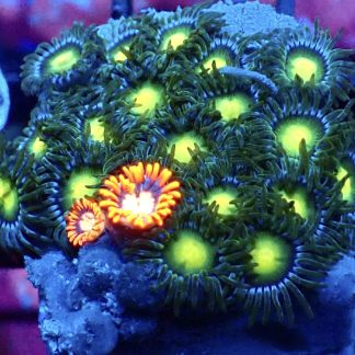WYSIWYG Zoanthid Frag M18