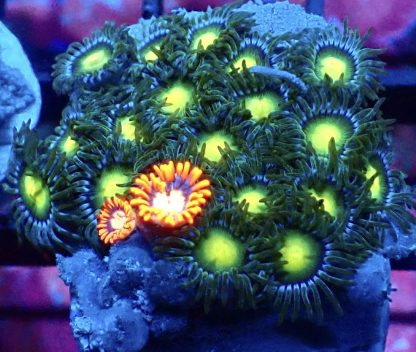 WYSIWYG Zoanthid Frag M18