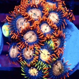 WYSIWYG Zoanthid Frag M21