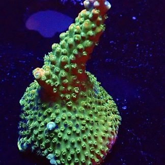 WYSIWYG 21E Peachy/Pink Acropora Large