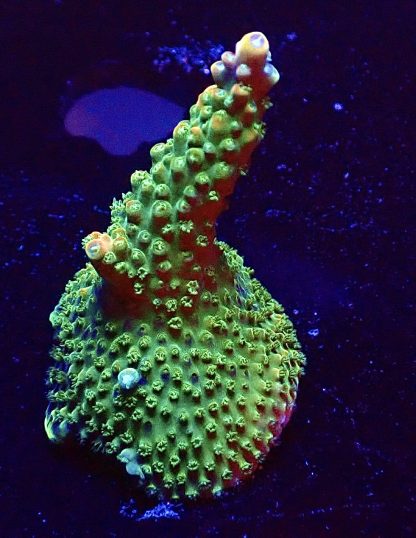 WYSIWYG 21E Peachy/Pink Acropora Large