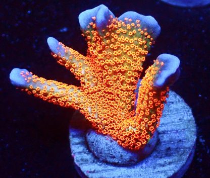 WYSIWYG 21D Bubblegum Montipora Large