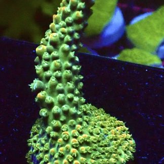 WYSIWYG 20G Peachy/Pink Acropora Large