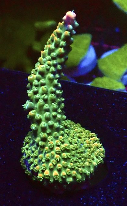 WYSIWYG 20G Peachy/Pink Acropora Large