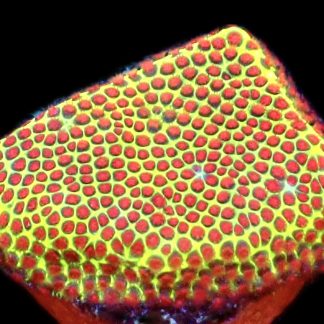 WYSIWYG 9i Strawberry / Lime Porites Frag