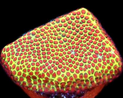 WYSIWYG 9i Strawberry / Lime Porites Frag