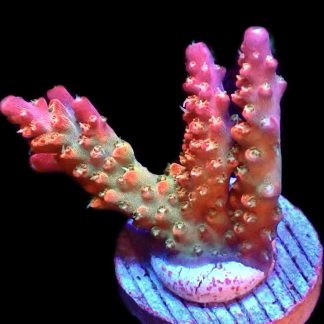 WYSIWYG 23i Ultra Krakatoa Acropora Frag Large