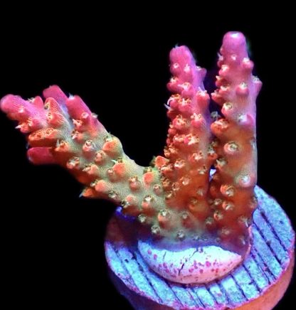 WYSIWYG 23i Ultra Krakatoa Acropora Frag Large