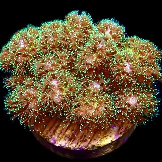 WYSIWYG 7A Sparkling Tinsel Pocillopora