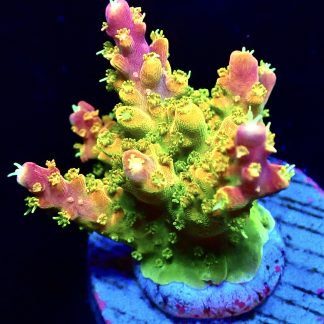 WYSIWYG 23H Rainbow Loom Acropora Ultra Colour Large Frag