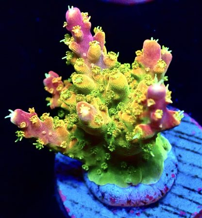 WYSIWYG 23H Rainbow Loom Acropora Ultra Colour Large Frag