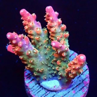 WYSIWYG 24F Ultra Krakatoa Acropora Frag Large