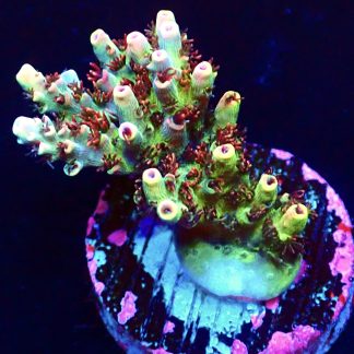 WYSIWYG 24J Dragon's Breath Acropora Frag   ***NEW***