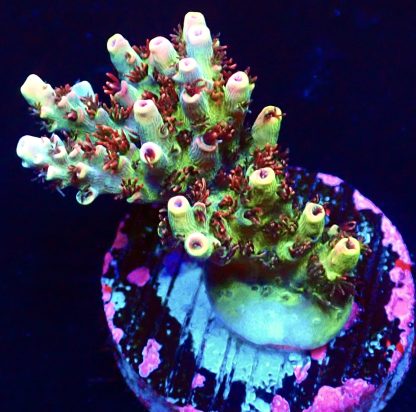 WYSIWYG 24J Dragon's Breath Acropora Frag   ***NEW***