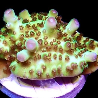 WYSIWYG 22G Berry Blast Acropora Granulosa Frag