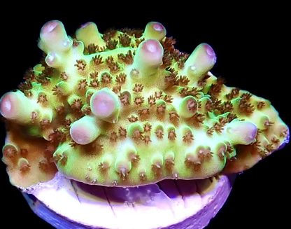 WYSIWYG 22G Berry Blast Acropora Granulosa Frag